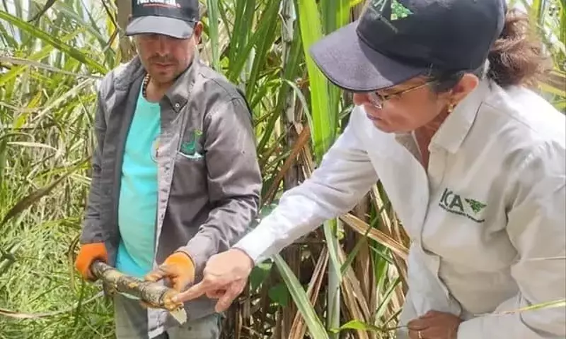 Colombia: Estrategia Innovadora para Combatir la Plaga del Barrenador en Cultivos de Caña Panelera