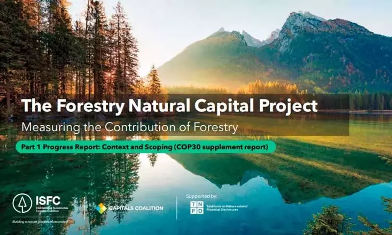 La Naturaleza Redefine las Finanzas Globales: Un Cambio de Paradigma en la Valoración Forestal