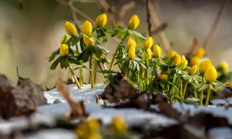 Guía Definitiva de Plantas Perennes que Desafían el Frío y Florecen en Primavera