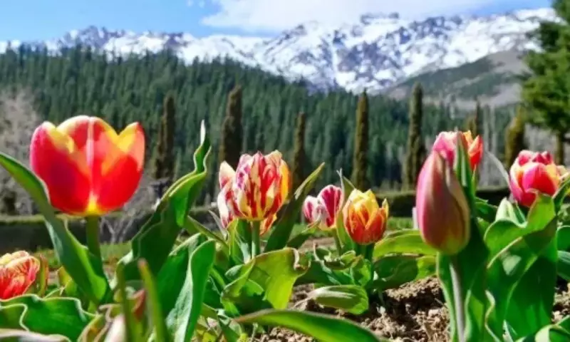 Patagonia Florece: El Asombroso Espectáculo de los Tulipanes en Trevelin
