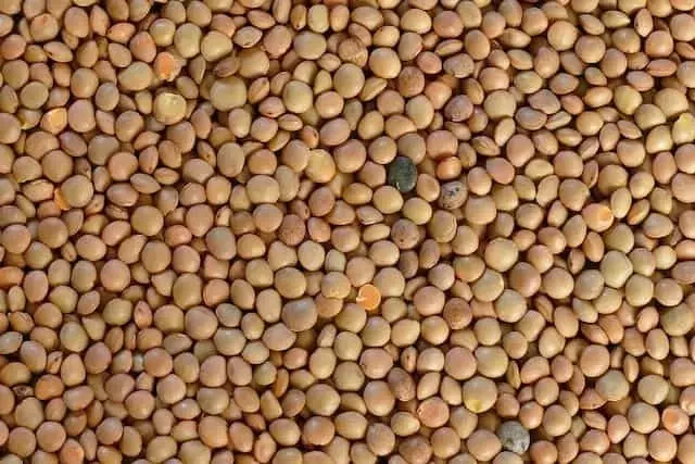 La Demanda de Lentejas de la India Impulsa la Dinámica del Mercado Global