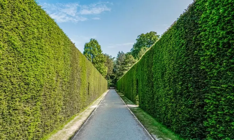 Protege tu Jardín: Estrategias Efectivas contra el Viento