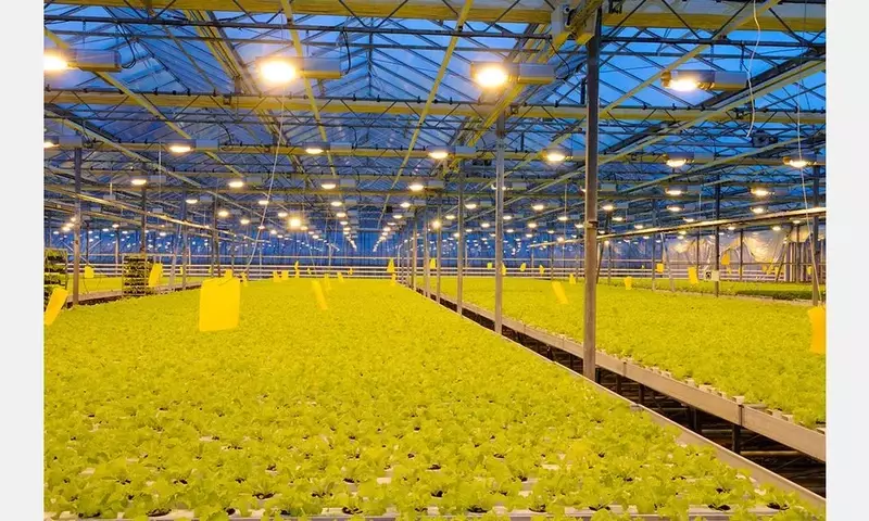 La Hidroponía se Consolida como Pilar de la Agricultura Sostenible del Futuro