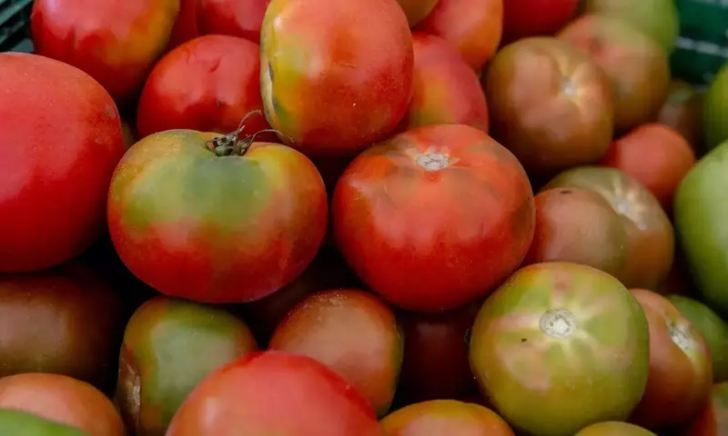 El Experimento Espacial de Tomates de la NASA: Un Viaje Educativo Interplanetario