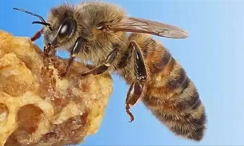 Repelentes Inteligentes para Abejas: Un Escudo contra Pesticidas