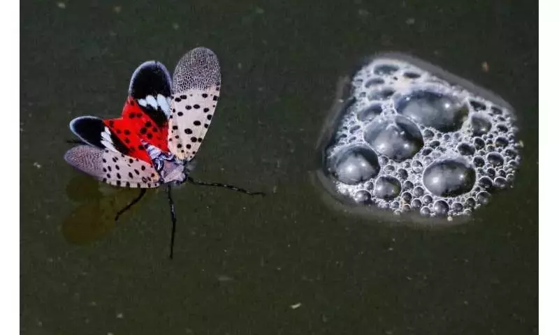 Detectan la Mosca Linterna Manchada por Primera Vez en la Unión Europea: Una Amenaza para la Agricultura