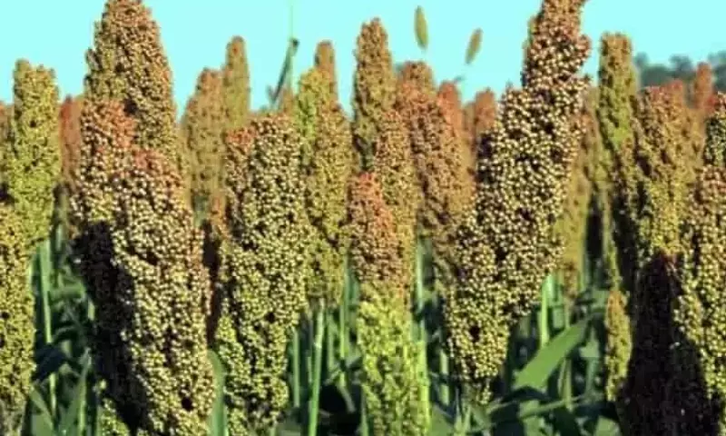 Impacto del sulfato de amonio en el sorgo cultivado en suelos complejos