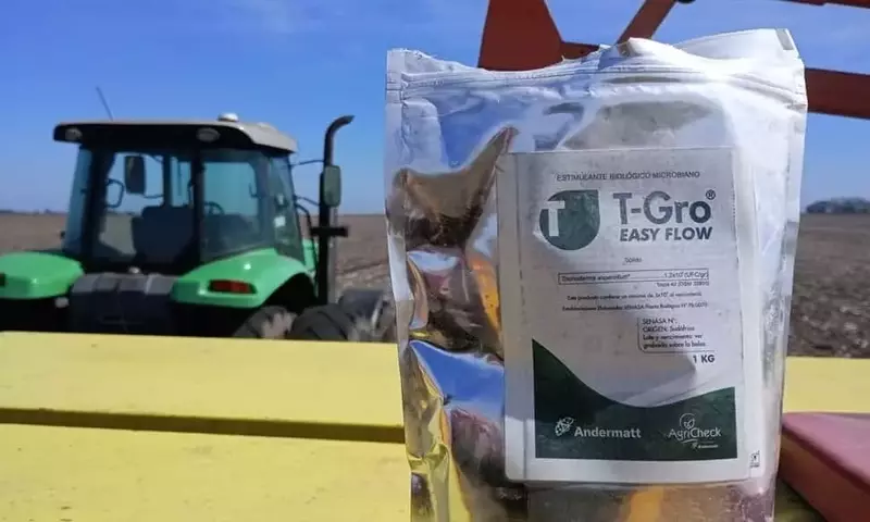 Innovadora Fórmula Seca de Trichoderma Transforma la Siembra de Maíz