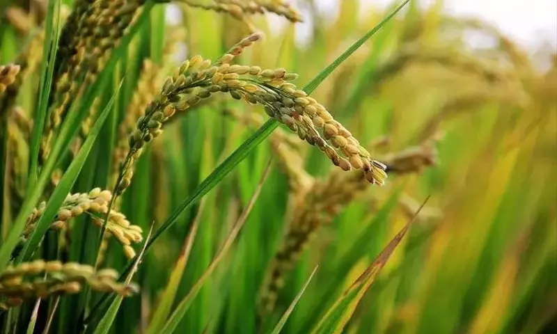 Bacterias beneficiosas: la clave para reducir las emisiones de metano del arroz hasta en un 75%