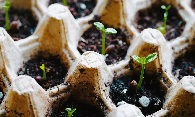 Guía Definitiva para el Cultivo de Jardines y Huertos en Primavera