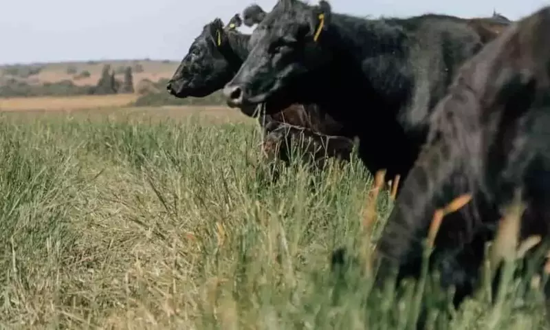 Innovación Forrajera: Una Pastura Subtropical Desafía el Frío Argentino