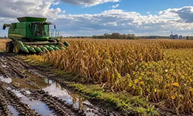 Lluvias Interrumpen Cosecha de Maíz y Soja en Illinois