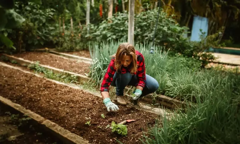 Cultiva Bienestar: Semillas Esenciales para un Huerto Casero Lleno de Vitalidad