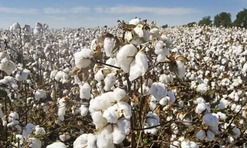 Baja Incidencia de Jassid en la Cosecha de Algodón de Alabama: Un Alivio para los Agricultores