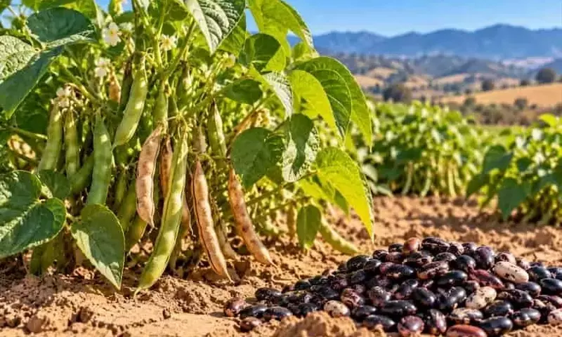 Variedades de frijol adaptadas a la sequía logran cosechas significativas con menos agua en California
