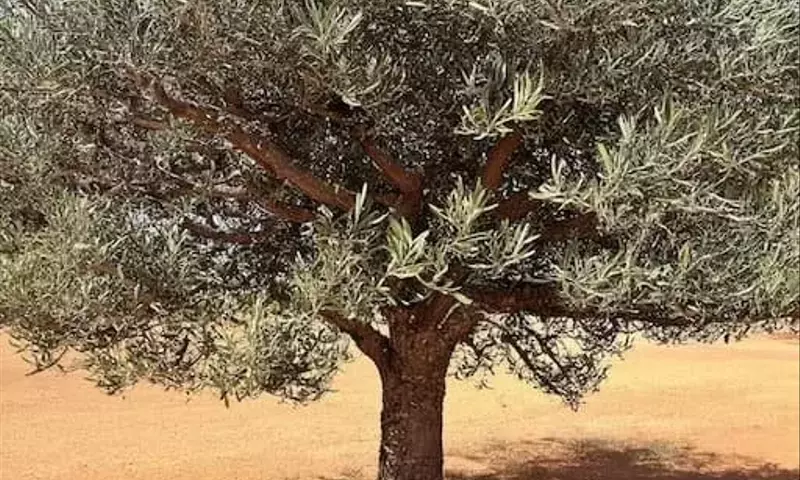 La verticilosis del olivo: Un hongo amenaza la agricultura andaluza