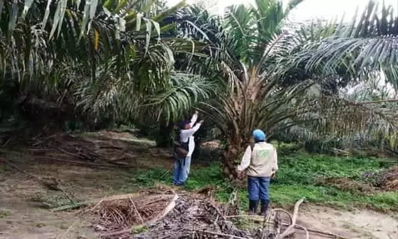 Optimización de la Productividad en el Control de la Pudrición del Cogollo en Palma de Aceite