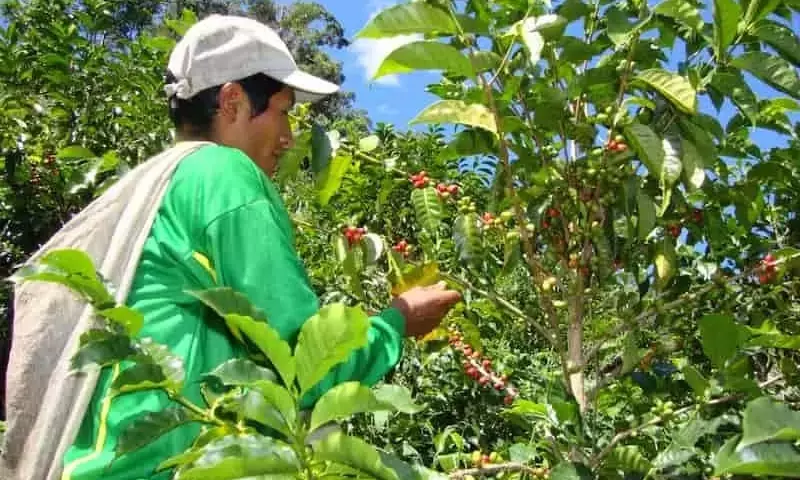 México Refuerza Escudo Fitosanitario en Cafetales