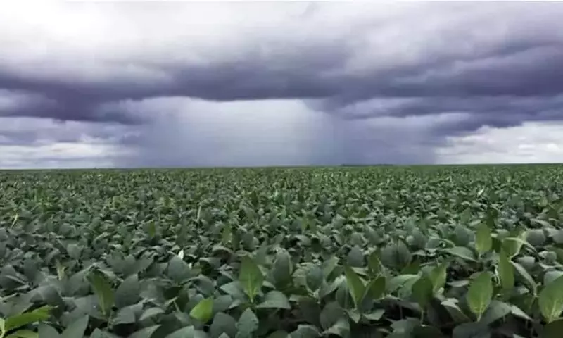 El Fenómeno Climático ENOS y su Impacto en el Rendimiento de la Soja Brasileña