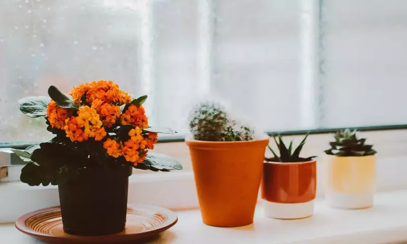 Cuidado del riego de plantas en otoño