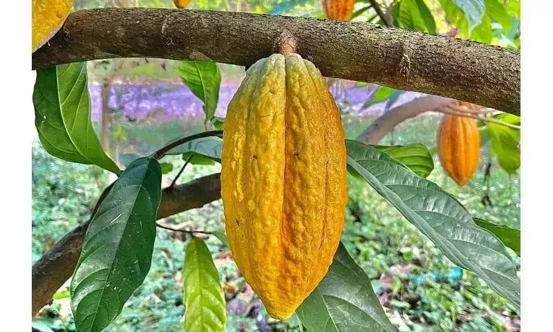 La propagación del patógeno del cacao Phytophthora palmivora en los Andes colombianos: un enigma genético sin fronteras montañosas