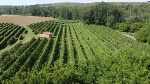 España Adopta Enfoques Innovadores para Controlar la Mancha Marrón en Perales