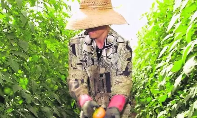 El Tomate en España y Europa: Desafíos y Futuro en la Producción Agrícola