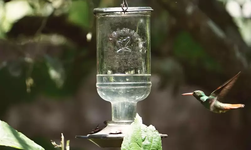Conflictos en el Jardín: Estrategias para la Convivencia de Colibríes
