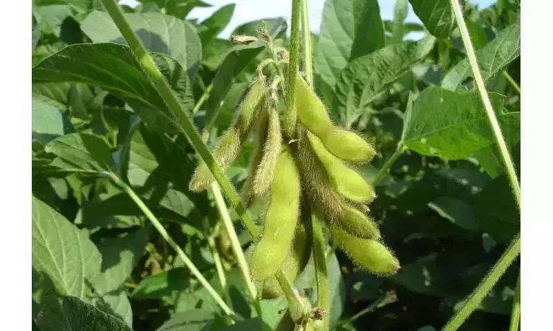 Optimización del Nitrógeno en el Cultivo de Soja Bajo Riego por Goteo en Corea del Sur