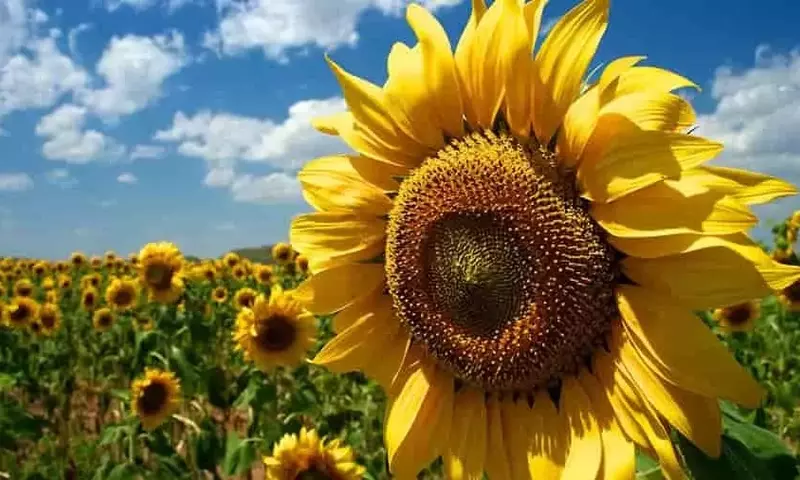 México Explora el Potencial del Girasol para la Diversificación Agrícola
