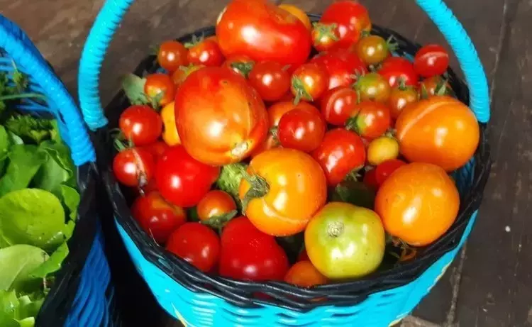 Tomates Silvestres: La Clave para un Sabor Olvidado