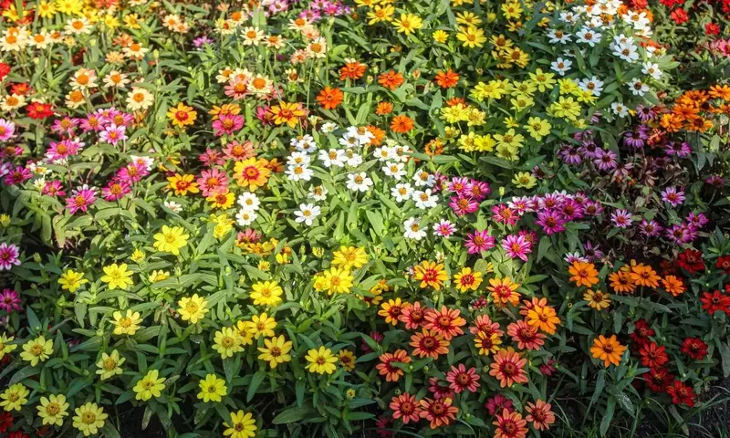 Flores Pequeñas: Transformando Jardines con Encanto y Sostenibilidad