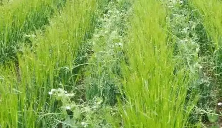 Cultivos de Cobertura y su Impacto en la Biodiversidad del Suelo en Campos de Cebada