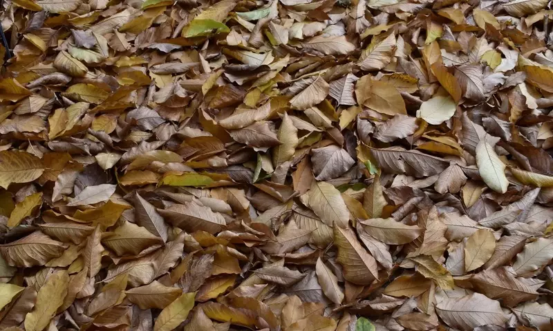 Descubriendo el Potencial Oculto de las Hojas Secas en Tu Jardín