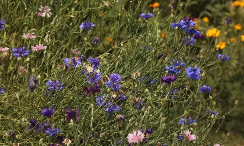 Jardines Naturales: Un Oasis Silvestre en Casa