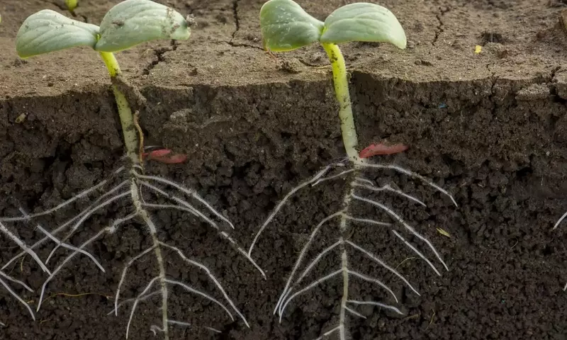 Descubriendo los Secretos del Crecimiento Radicular para una Cosecha Abundante