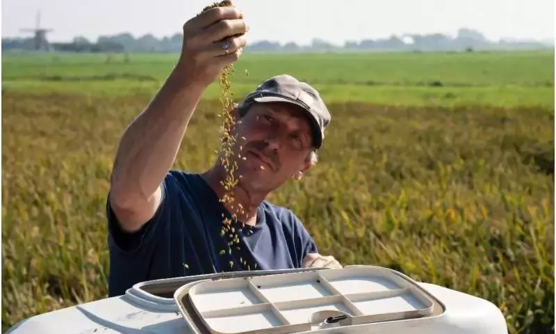Cosecha Pionera de Arroz en Turberas Holandesas