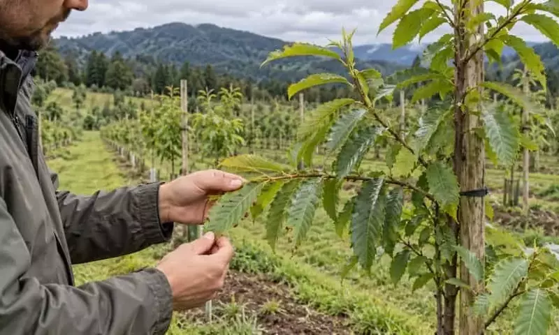 Chile examina la protección de sus nuevos castañares