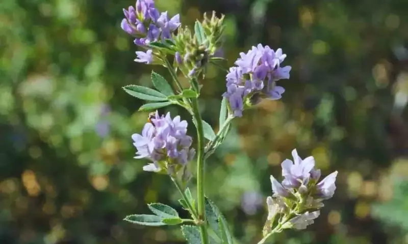 Descubriendo los Secretos Ocultos de las Raíces de Alfalfa: Más Allá de lo Visible
