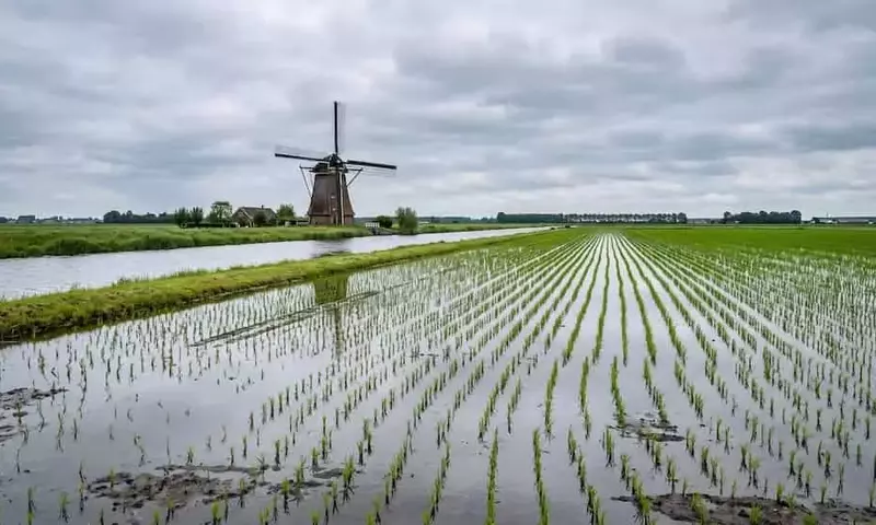 Los Países Bajos cosechan arroz para combatir la degradación de las turberas