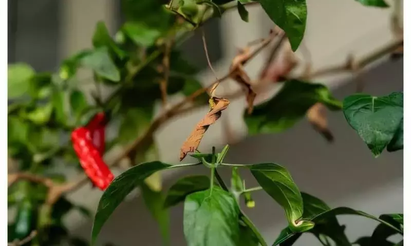 Avance Científico: Clon Viral Impulsa la Resistencia en Tomates y Pimientos