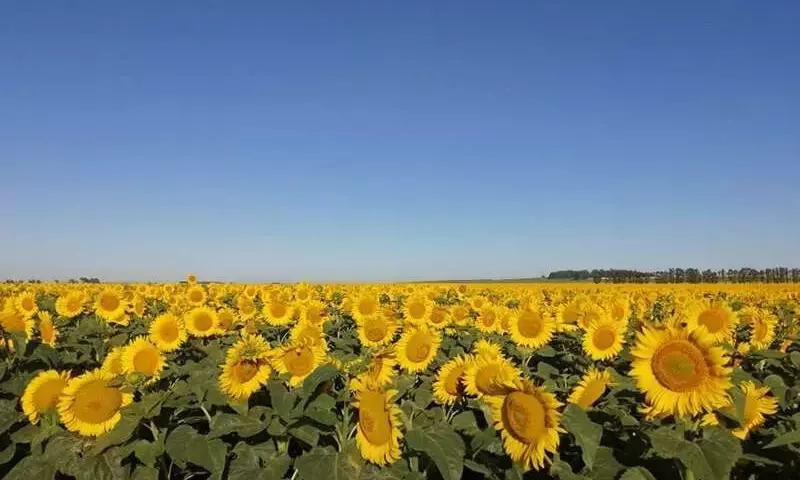 Argentina: Rendimiento Óptimo de Girasol con Densidad de Siembra Específica