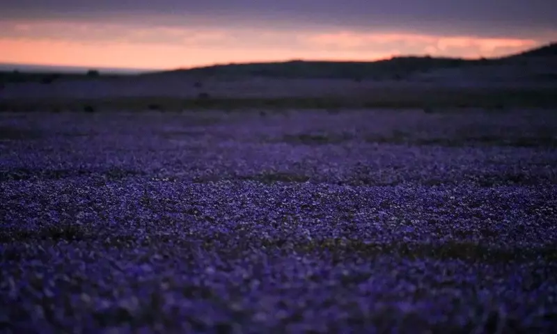 El renacimiento floral del desierto de Atacama