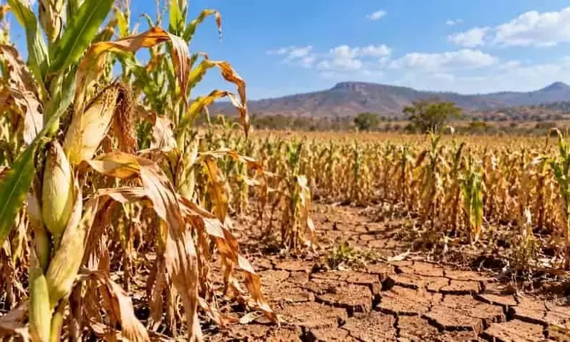 La sequía en Brasil aumenta el riesgo para la agricultura familiar