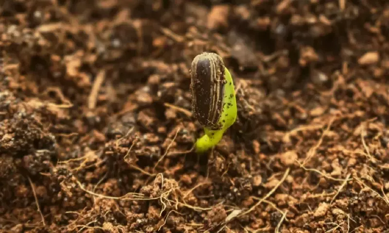 Descifrando el Misterio de la Germinación: ¿Por qué Algunas Semillas Tardan Tanto?