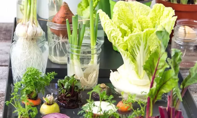 Cultiva Tu Huerto en Casa: Reutiliza Desechos de Cocina para una Jardinería Sostenible