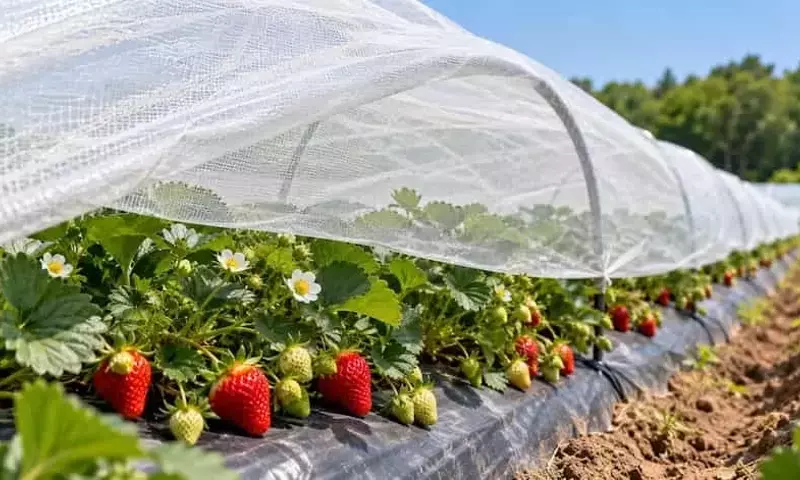 Innovación Textil Revoluciona el Cultivo de Fresas con Aumento Cuantitativo y Cualitativo de la Producción