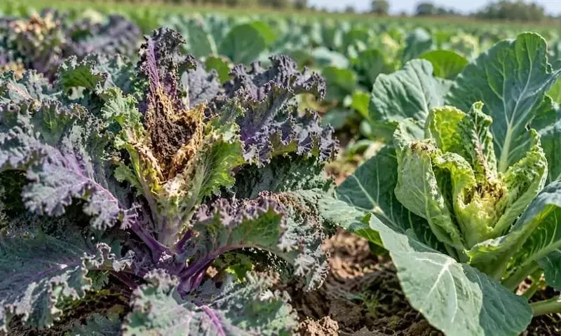 Innovación Agrícola: El Kale Ruso como Estrategia contra la Plaga de Coles