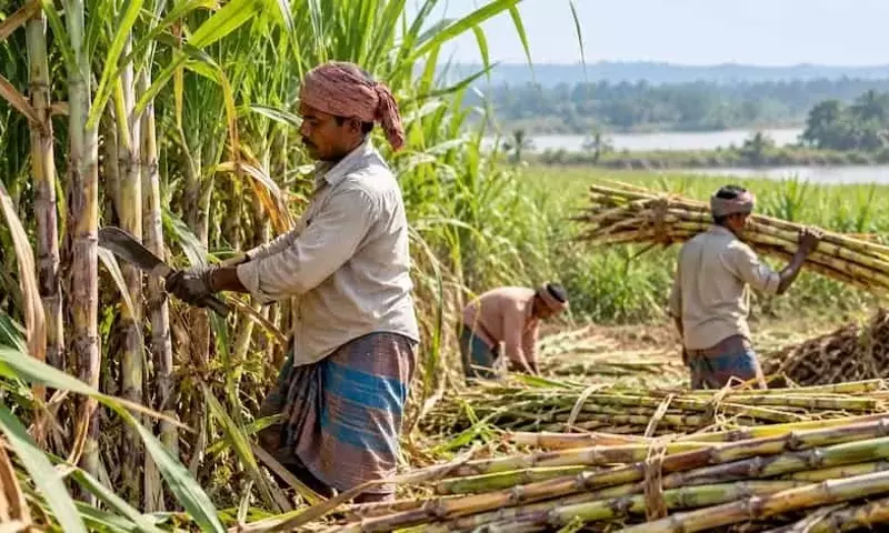 Aumento significativo en la producción de caña de azúcar en Chattogram