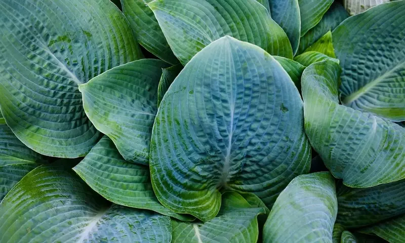 Transforma tu Jardín: Estrategias Innovadoras para Crear Oasis de Sombra y Frescura